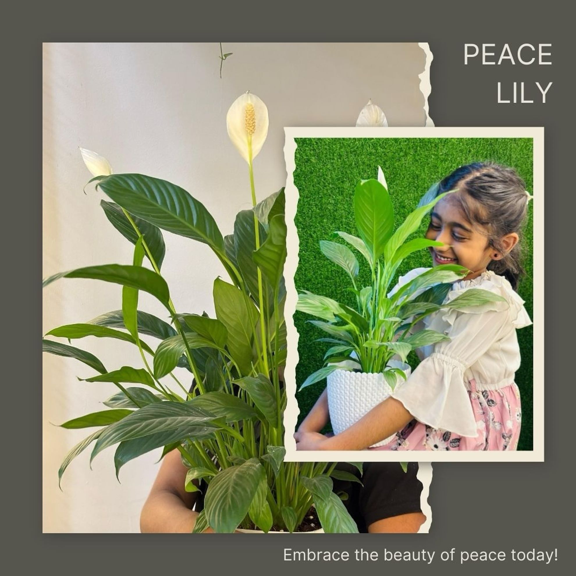 Happy Greens Grow & Gift - Creative plant workshops